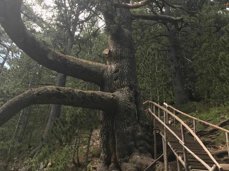 Top Natural Attractions Near Bansko: The Ancient Baikusheva Pine